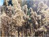 Solidago canadensis